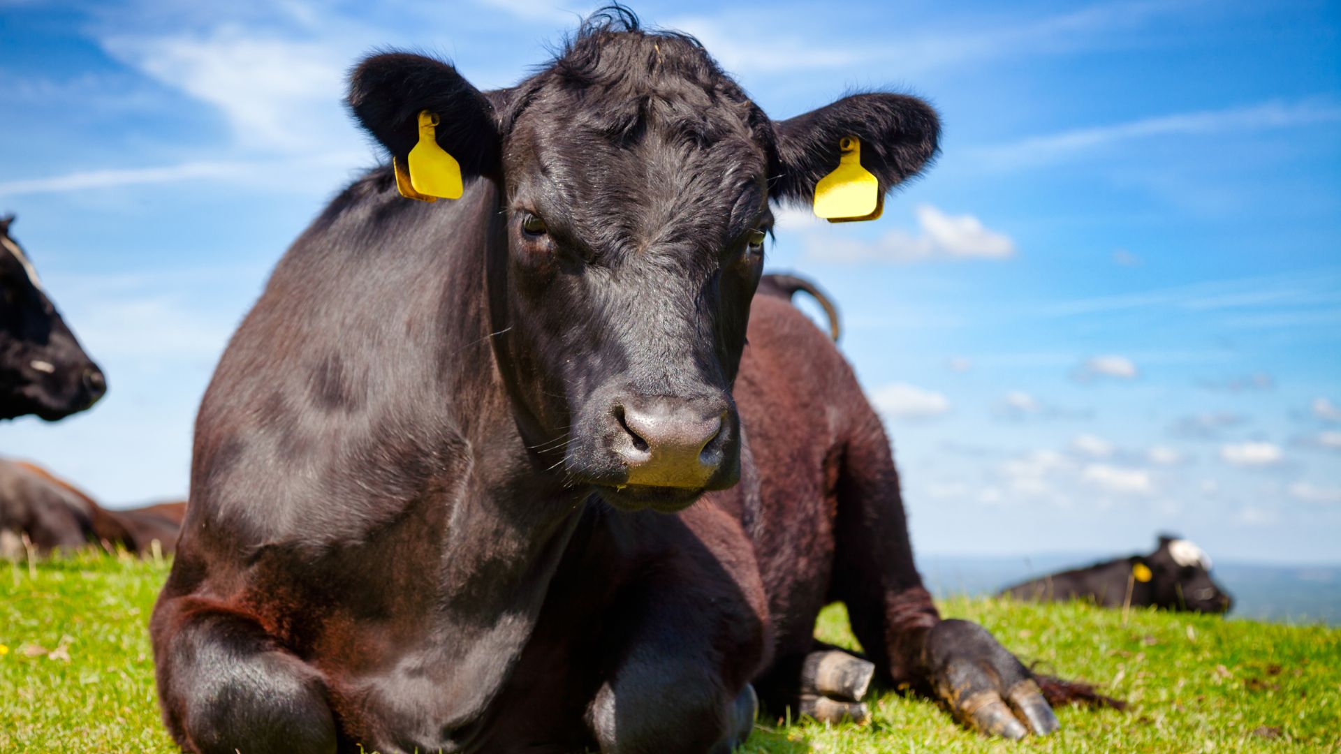 Vaca Angus