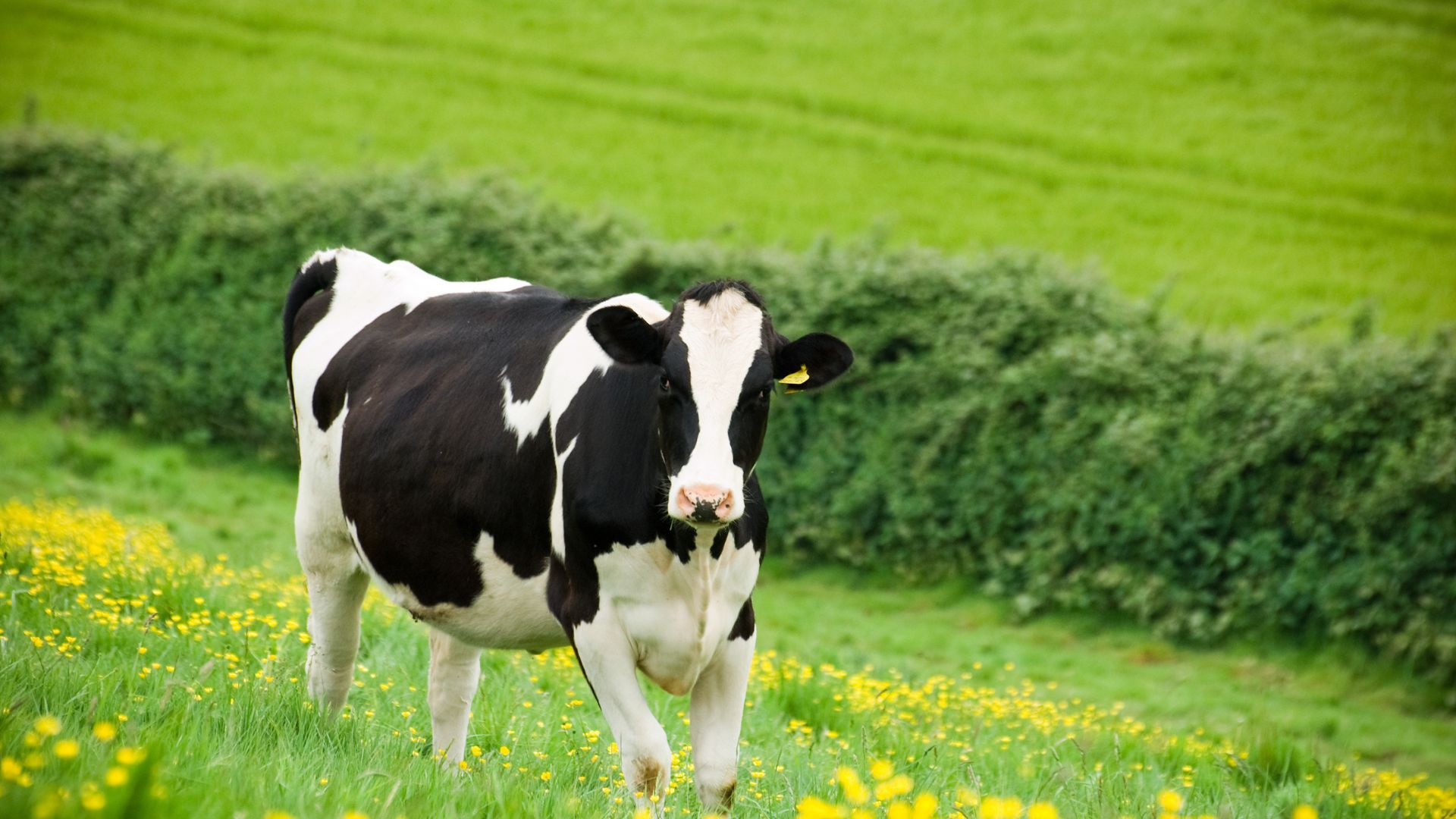 Vaca Frisona
