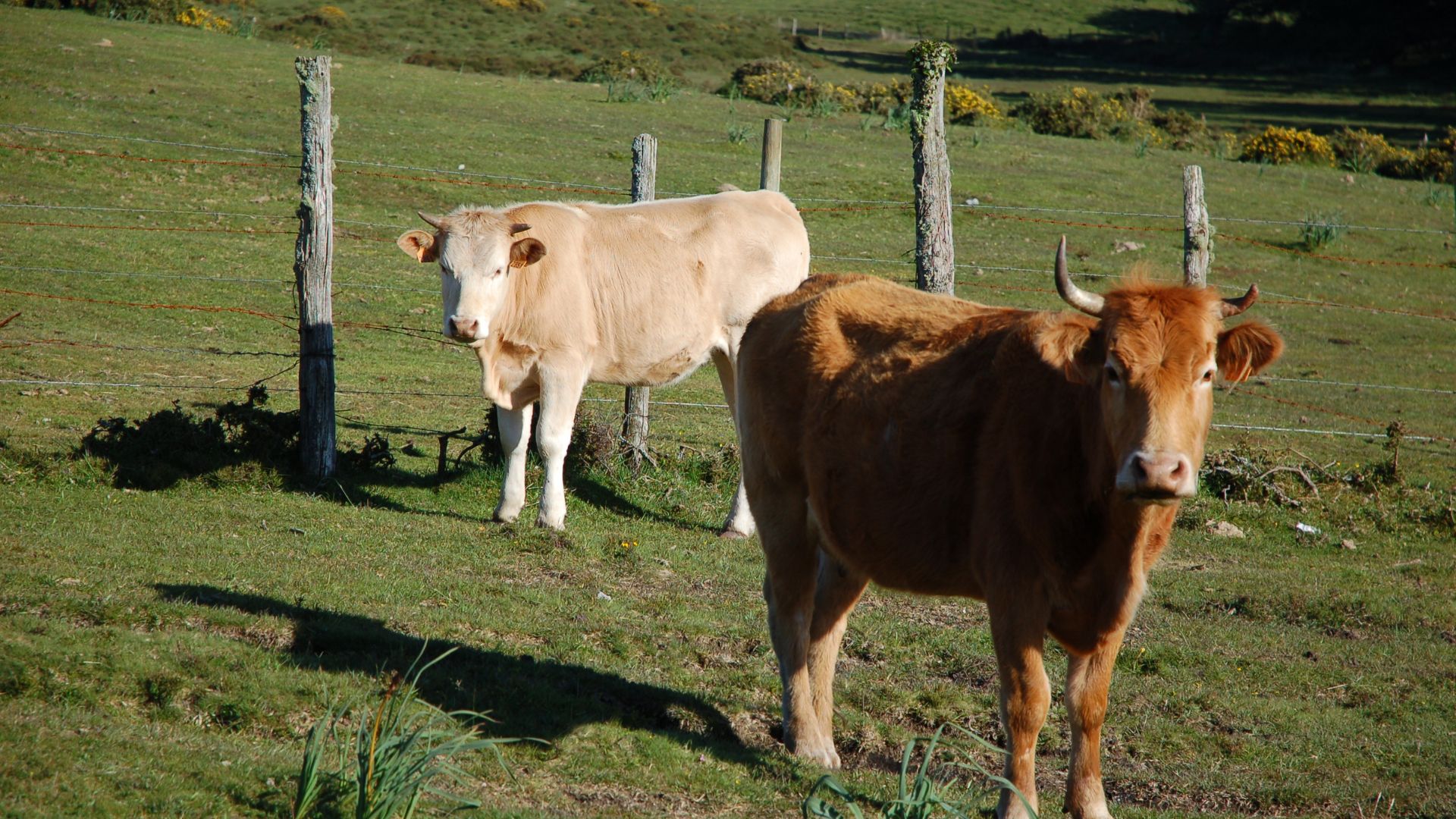 Vaca Rubia Gallega